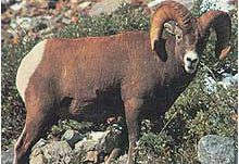 Tru Life #112 Big Horn